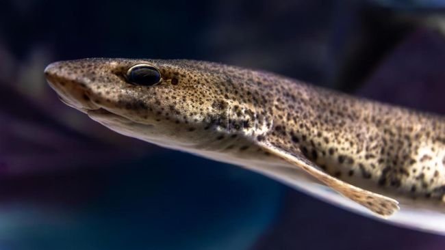 Heboh! Ikan Sidat Indonesia Ternyata Punya Omega-3 Tertinggi di Dunia, Kalahkan Salmon